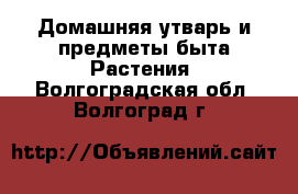 Домашняя утварь и предметы быта Растения. Волгоградская обл.,Волгоград г.